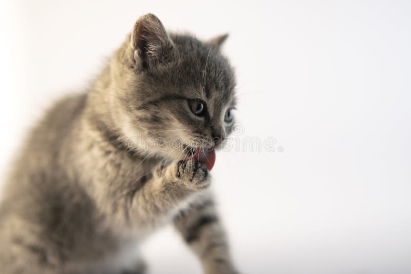 Chat gris mignon nettoyant sa propre patte photographie stock Chat gris mignon nettoyant sa propre patte photographie stock