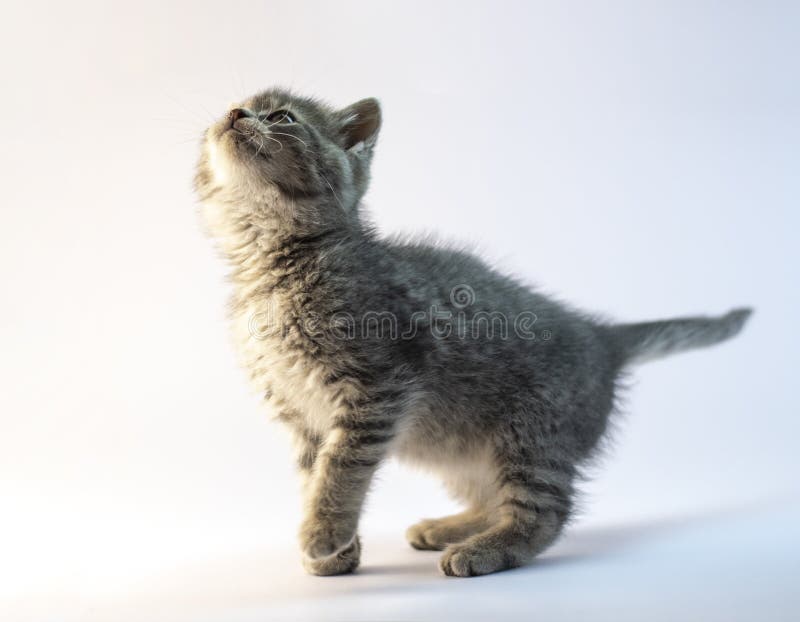 Chat gris mignon recherchant images stock Chat gris mignon recherchant images stock