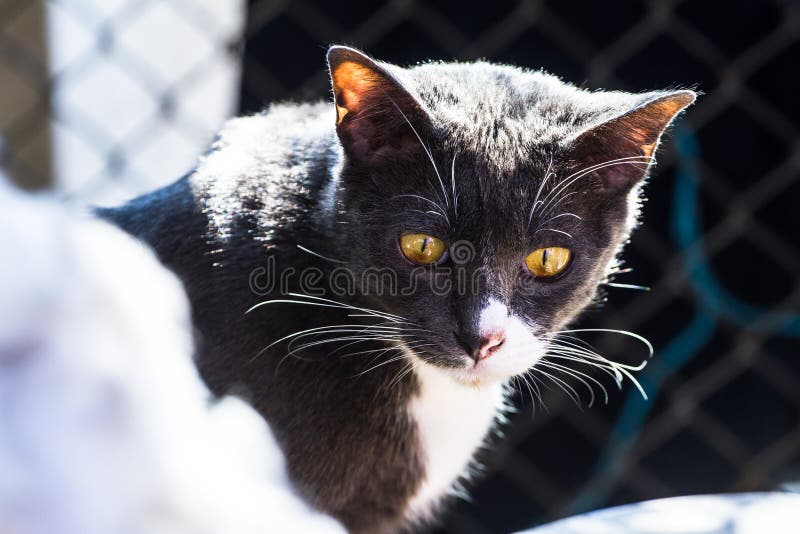 Chat gris reposant au soleil léger qui comme fond photo libre de droits Chat gris reposant au soleil léger qui comme fond photo libre de droits