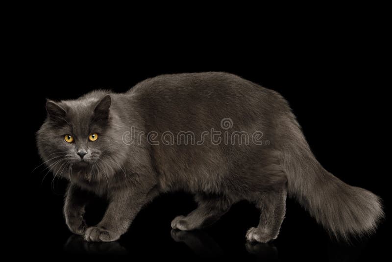 Chat Gris Velu De Melange Race Sur Le Fond Noir D Isolement Photo Stock Image Du Doux Studio Chat Gris Velu De Melange Race Sur Le Fond Noir D Isolement Photo Stock Image Du Doux Studio