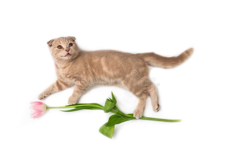 Carte De Joyeux Anniversaire Avec Le Chat Heureux Photos Libres De Droits Et Gratuites De Dreamstime Carte De Joyeux Anniversaire Avec Le Chat Heureux Photos Libres De Droits Et Gratuites De Dreamstime