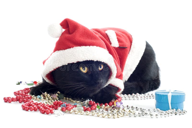 Chat Le Père Noël Photo Stock Image Du Indoors Mignon