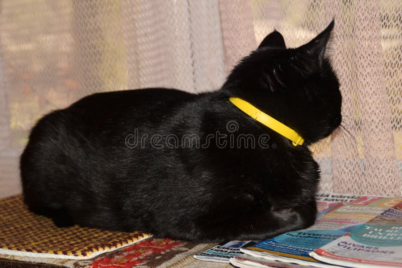 Chat loyal attendant son propriétaire pour retourner à la maison photo libre de droits Chat loyal attendant son propriétaire pour retourner à la maison photo libre de droits