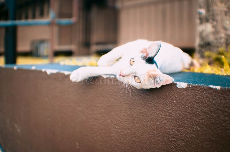 265 Chat Maladroit Photos Libres De Droits Et Gratuites De Dreamstime