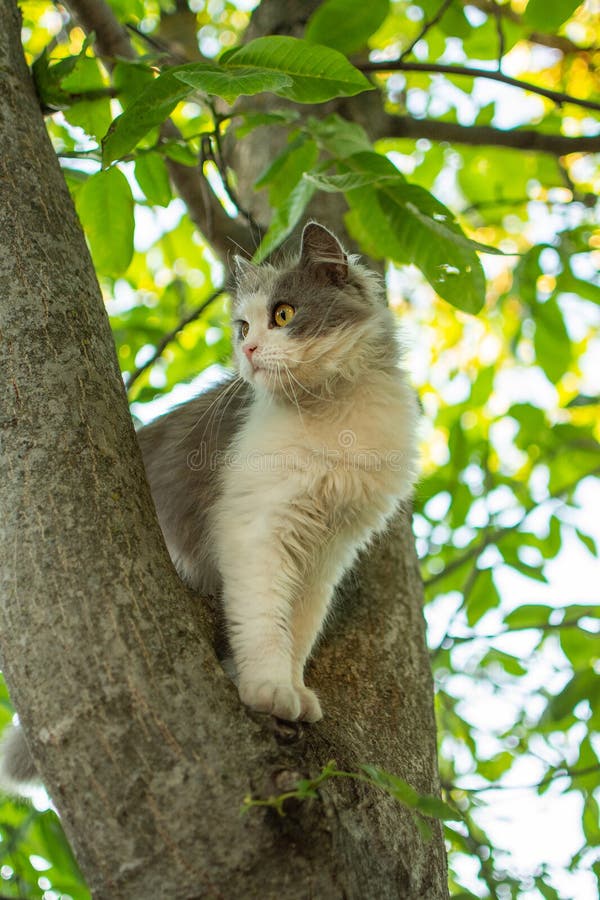 Chat marchant sur l'arbre dans le jardin. chaton à l'air inquiet essayez de ne pas tomber d'un arbre photo stock Chat marchant sur l'arbre dans le jardin. chaton à l'air inquiet essayez de ne pas tomber d'un arbre photo stock