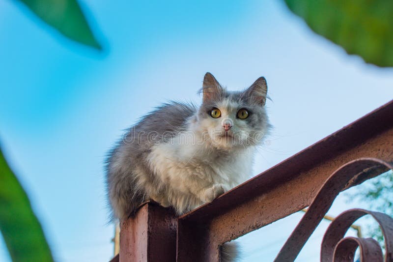 Chat marchant sur la vieille clôture. vieille clôture vintage et tabby chaton moelleux photos libres de droits Chat marchant sur la vieille clôture. vieille clôture vintage et tabby chaton moelleux photos libres de droits