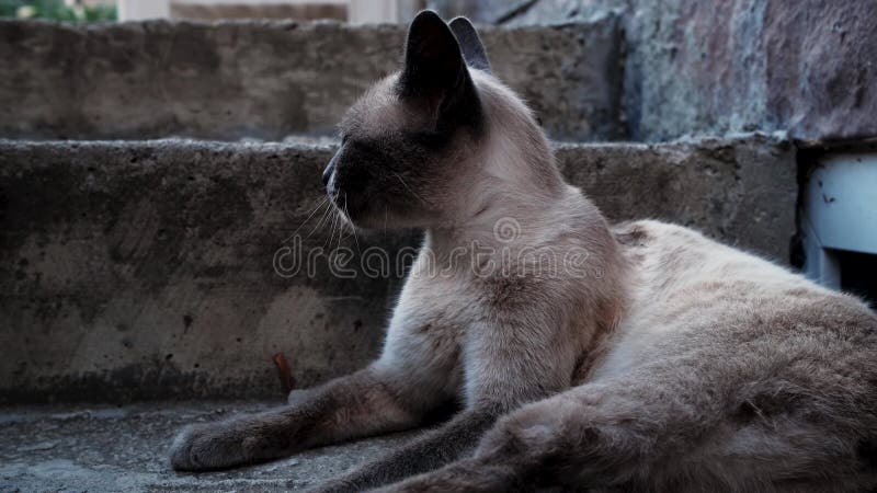 Sur commande chaton yeux bleus en crochet - Un grand marché