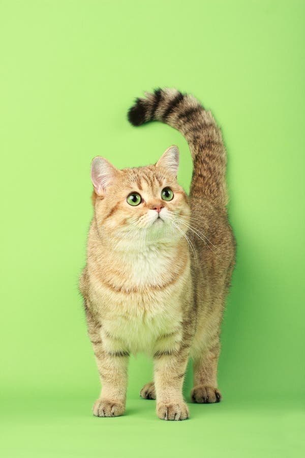 Chat mignon image libre de droits Chat mignon image libre de droits