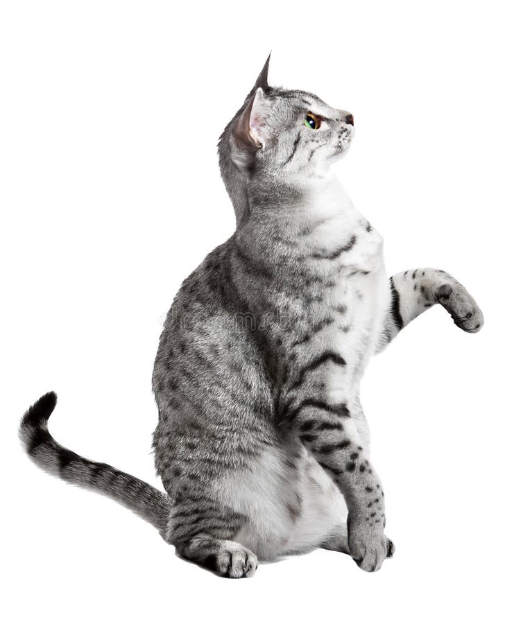 Chat mignon avec une patte augmentée photo stock Chat mignon avec une patte augmentée photo stock