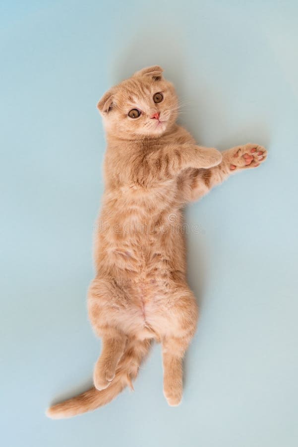 Chat Mignon Couche Sur Son Dos Et Montrant Avec Ses Pattes De Cote Fermer Arriere Plan Bleu Image Stock Image Du Minou Beaute