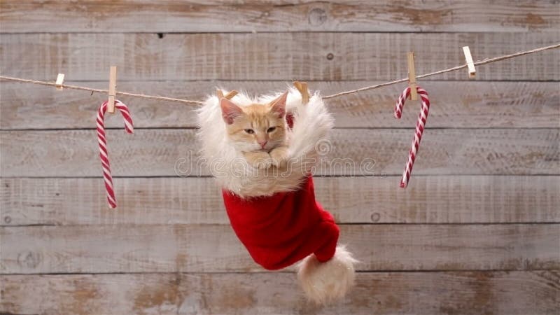 Chat mignon de gingembre se reposant dans un chapeau, le regard autour et la détente de Santa banque de vidéos