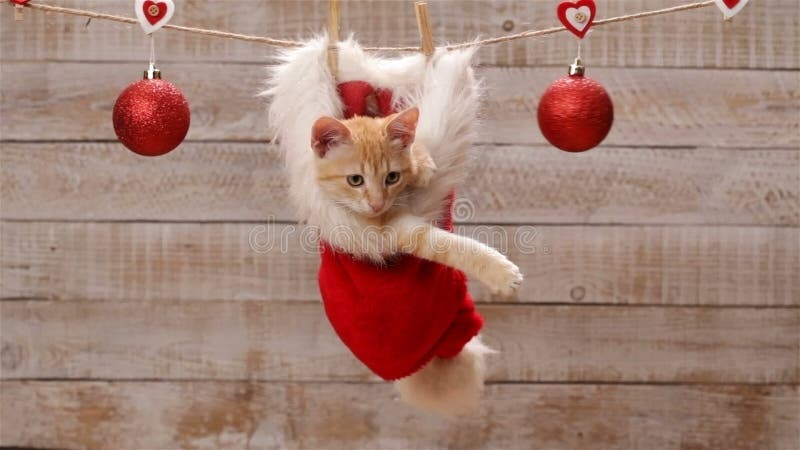 Chat mignon de gingembre se reposant dans un chapeau de Santa, jouant avec la boule de Noël banque de vidéos