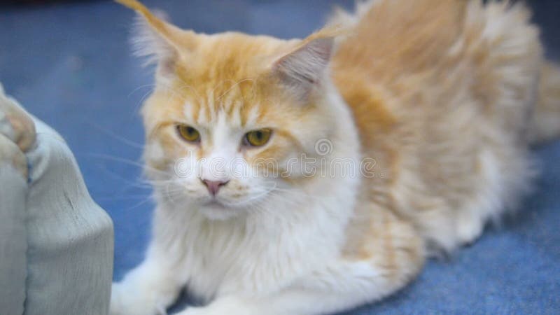 Chat mignon de Maine Coon banque de vidéos
