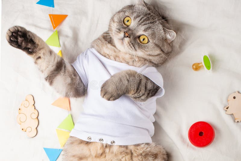 Chat Mignon Meme De Bebe Avec Des Jouets Et Une Tetine Dans Un T Shirt Blanc Se Trouvant Sur Le Sien De Retour Kitty Animal Dr Photo Stock Image Du Idee Minou Chat Mignon Meme De Bebe Avec Des Jouets Et Une Tetine Dans Un T Shirt Blanc Se Trouvant Sur Le Sien De Retour Kitty Animal Dr Photo Stock Image Du Idee Minou