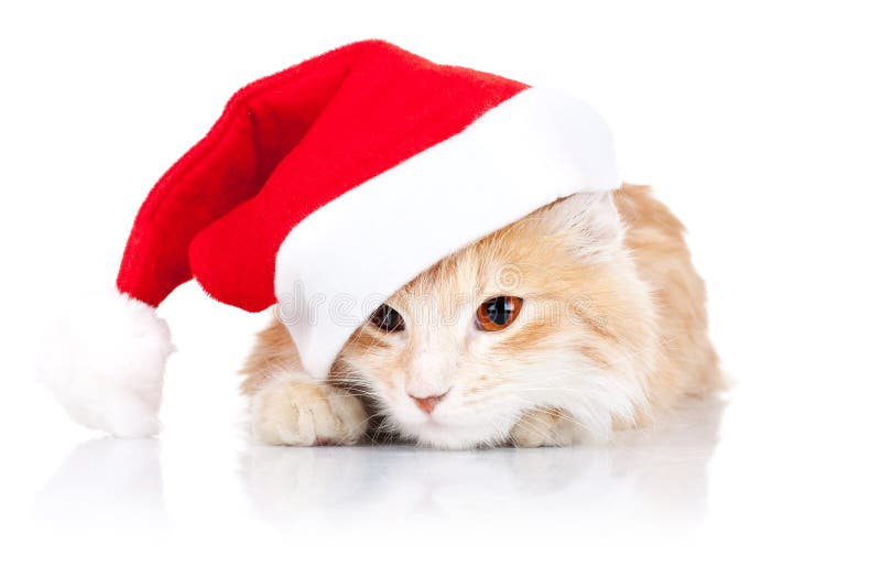 Chaton De Noel Et Chevre De Santa Photo Stock Image Du Chat Pose