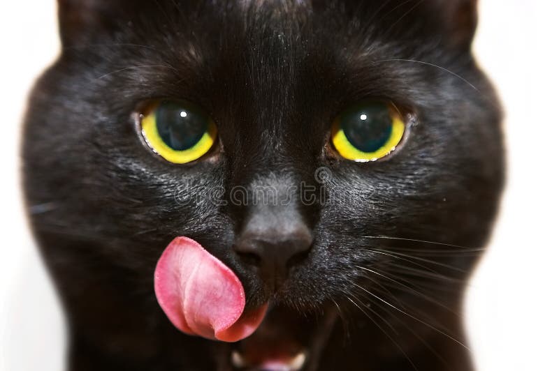 Chat noir Chat noir
