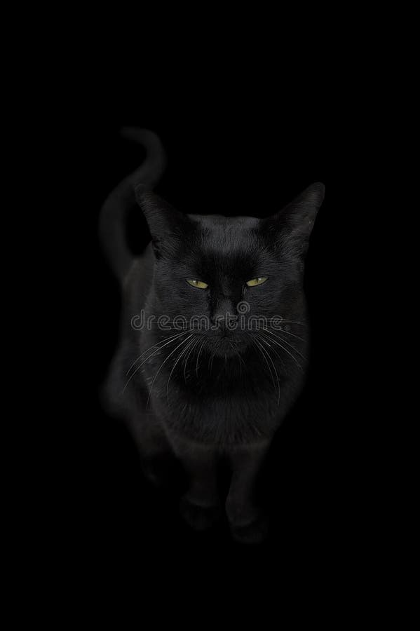 Chat noir image stock. Image du souris, chaton, attention - 13227905