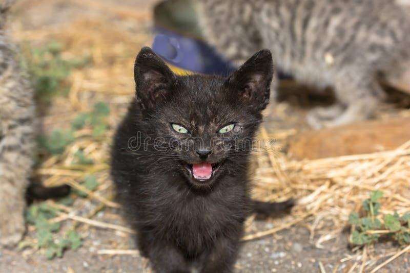 Chat Noir Tres En Colere Et Agressif Image Stock Image Du Paix Domestique Chat Noir Tres En Colere Et Agressif Image Stock Image Du Paix Domestique