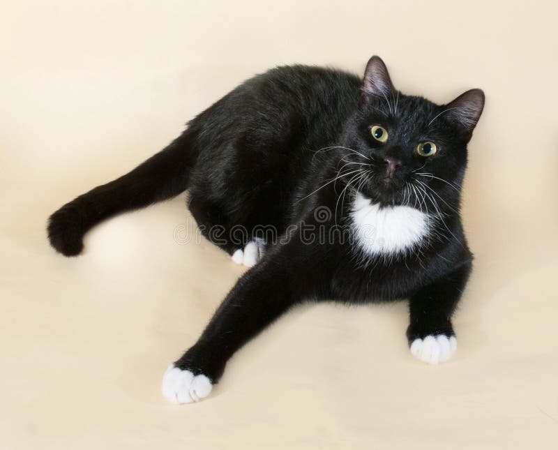 122 Chat Noir Avec Les Taches Blanches Photos Libres De Droits Et Gratuites De Dreamstime 122 Chat Noir Avec Les Taches Blanches Photos Libres De Droits Et Gratuites De Dreamstime