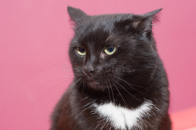 Chat Noir Dans La Colere Image Stock Image Du Curieux Chat Noir Dans La Colere Image Stock Image Du Curieux