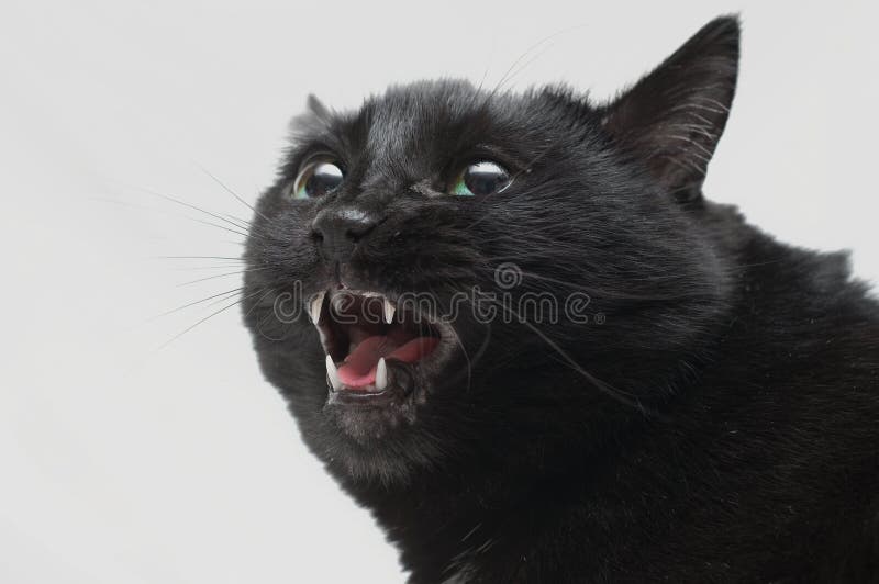 Chat Noir Dans La Colere Photo Stock Image Du Agression Chat Noir Dans La Colere Photo Stock Image Du Agression