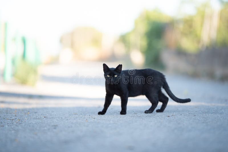 4 606 Chat Noir De Marche Photos Libres De Droits Et Gratuites De Dreamstime