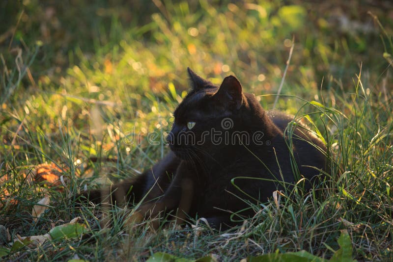 Chat noir dans le jardin photographie stock Chat noir dans le jardin photographie stock