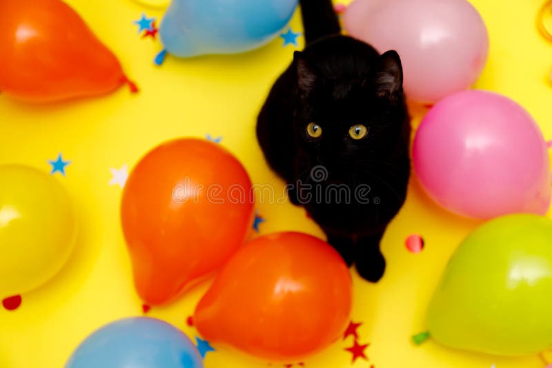Chat Blanc Noir D Anniversaire Image Stock Image Du Mignon Regarder Chat Blanc Noir D Anniversaire Image Stock Image Du Mignon Regarder