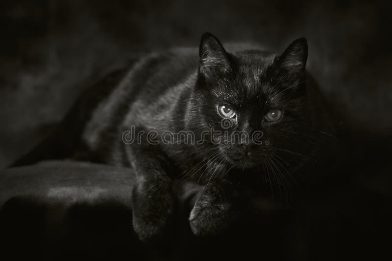 Chat Noir De Angora Turc Melange Race Photo De Studio Photo Stock Image Du Interieur Regarder