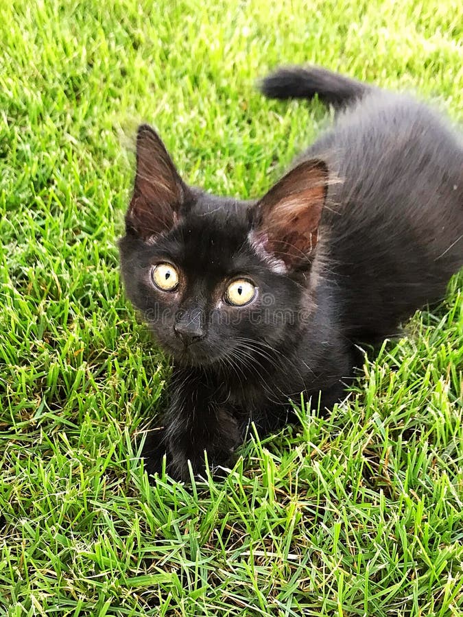 Chat Noir Avec Les Yeux Bleus Profonds Image Stock Image