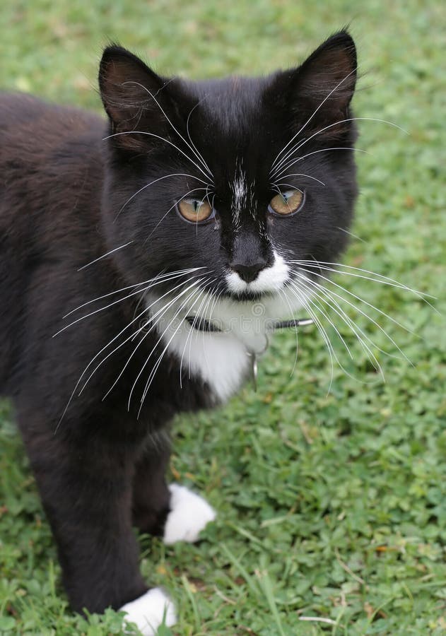 Chat Noir Et Blanc Image. Image: 532412