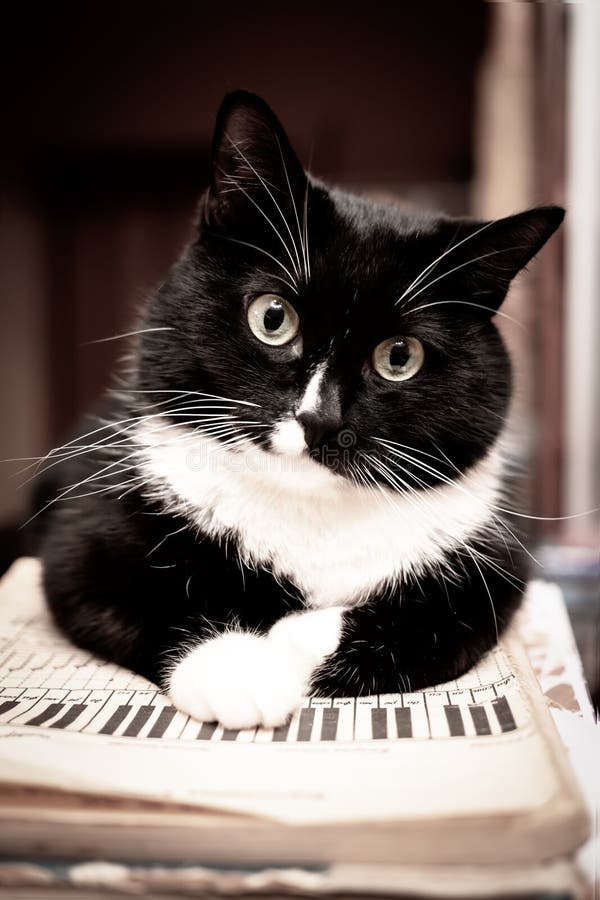 Chat noir et blanc se trouvant sur le cahier de musique de feuille et regardant la caméra image libre de droits Chat noir et blanc se trouvant sur le cahier de musique de feuille et regardant la caméra image libre de droits