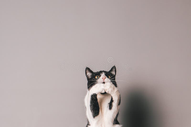 Chat Noir Et Blanc Sur Un Fond Gris Sans Couture Sautant Et Essayant De Saisir Quelque Chose Dans Le Plein Vol Image Stock Image Du Essayant Quelque Chat Noir Et Blanc Sur Un Fond Gris Sans Couture Sautant Et Essayant De Saisir Quelque Chose Dans Le Plein Vol Image Stock Image Du Essayant Quelque