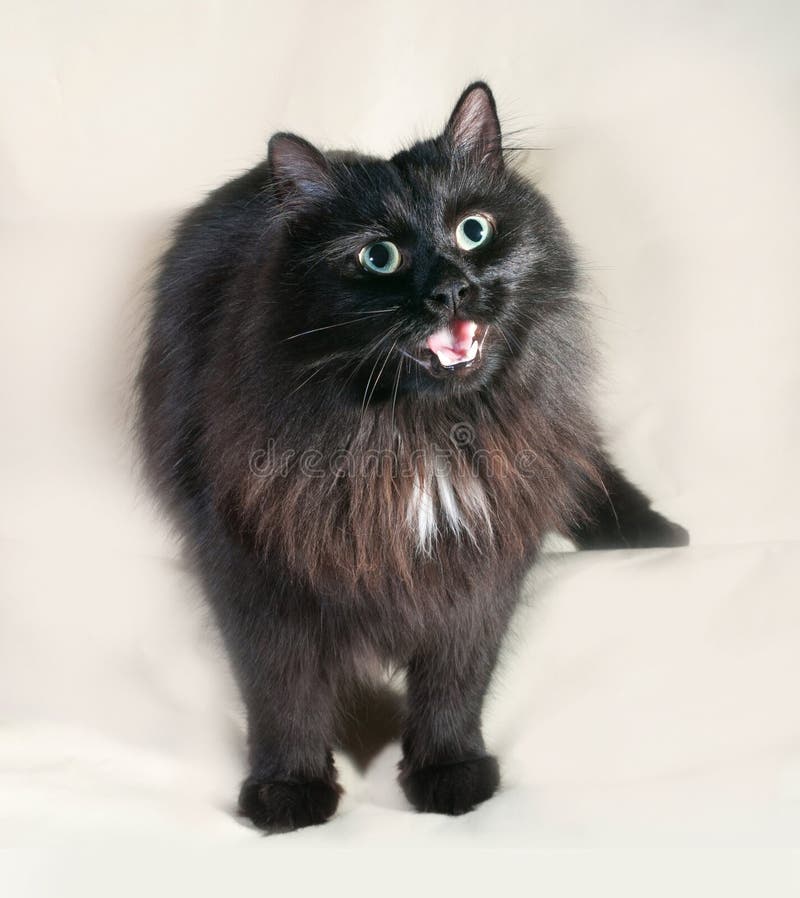 Chat Noir Pelucheux Avec Les Yeux Verts Se Reposant Sur Le Gris Image Stock Image Du Pelucheux Patte Chat Noir Pelucheux Avec Les Yeux Verts Se Reposant Sur Le Gris Image Stock Image Du Pelucheux Patte