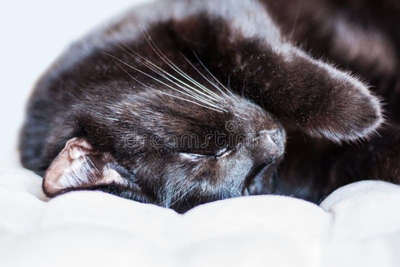 Chat Noir Qui Dort Sur Son Dos Sur Le Sofa Gris Doux Avec Le Focus Selectif D Oreillers Decoratifs Photo Stock Image Du Ferme Endormi