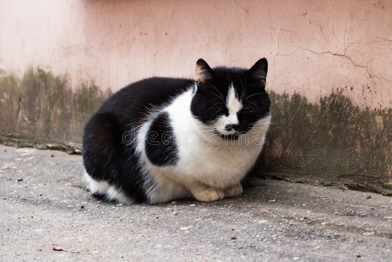 Chat noir sans abri avec la séance blanche de sein images libres de droits Chat noir sans abri avec la séance blanche de sein images libres de droits