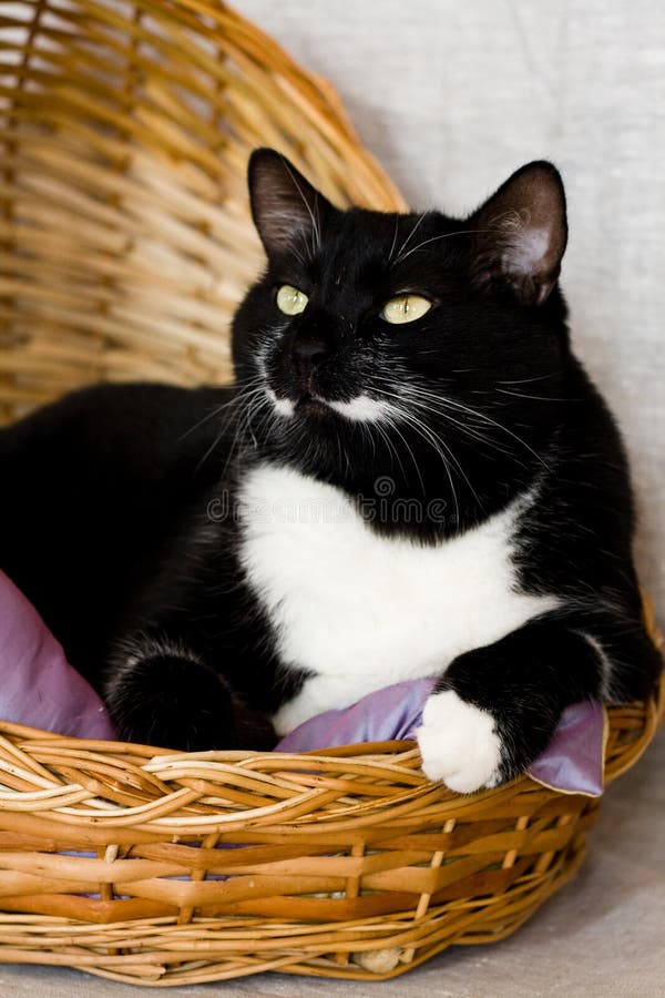 Chat noir se situant dans un panier avec l'oreiller images libres de droits Chat noir se situant dans un panier avec l'oreiller images libres de droits