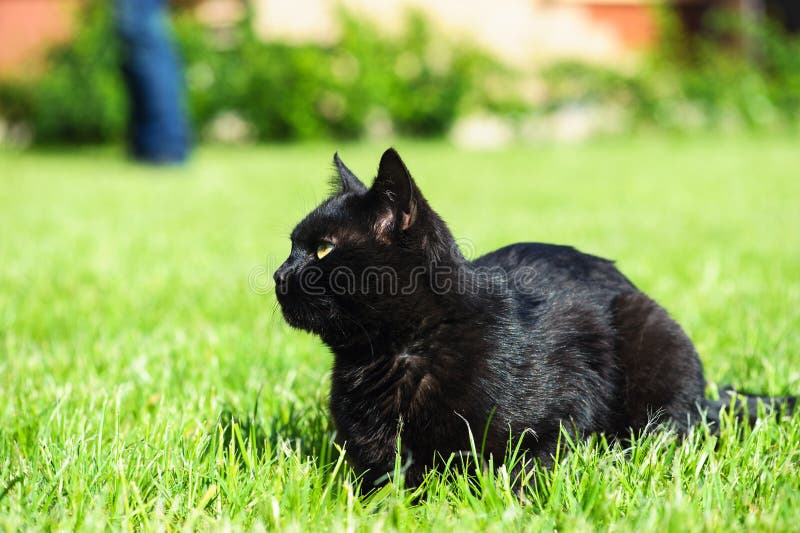 Chat Noir Sur Le Fond Vert Photo Stock Image Du Chats Chat Noir Sur Le Fond Vert Photo Stock Image Du Chats
