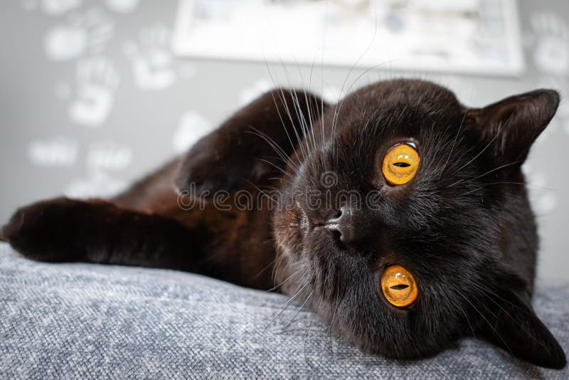 Chat Noir Avec Les Yeux Jaunes Image Stock Image Du Noir Ambre