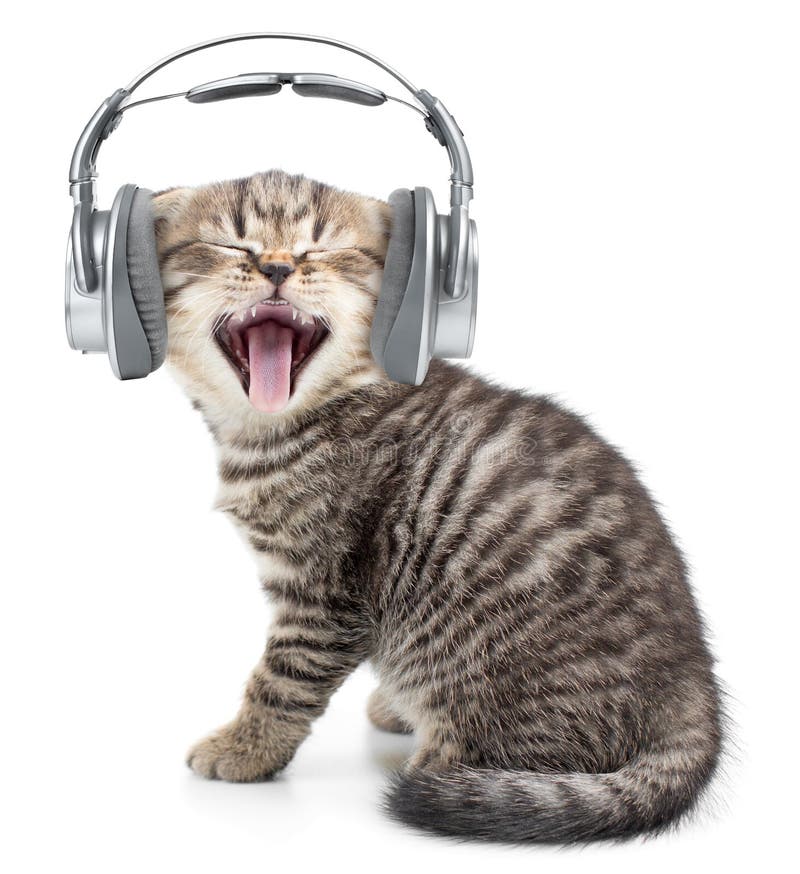 Singing funny cat or kitten in headphones listening to music isolated on white. Singing funny cat or kitten in headphones listening to music isolated on white