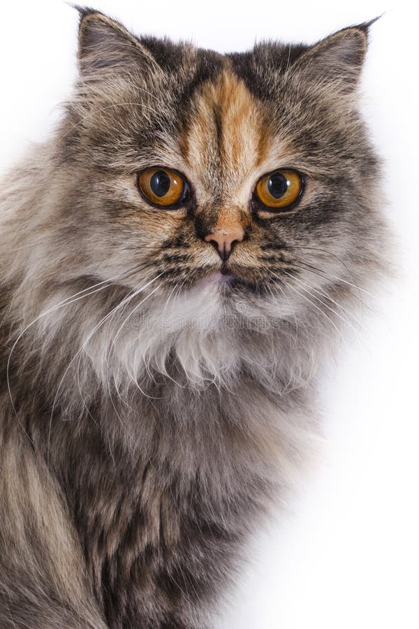 Chat persan de chinchilla photographie stock libre de droits Chat persan de chinchilla photographie stock libre de droits