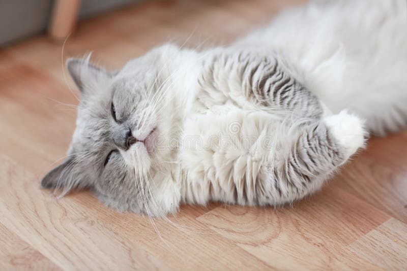 Chat persan mignon se trouvant sur le plancher en bois photographie stock Chat persan mignon se trouvant sur le plancher en bois photographie stock