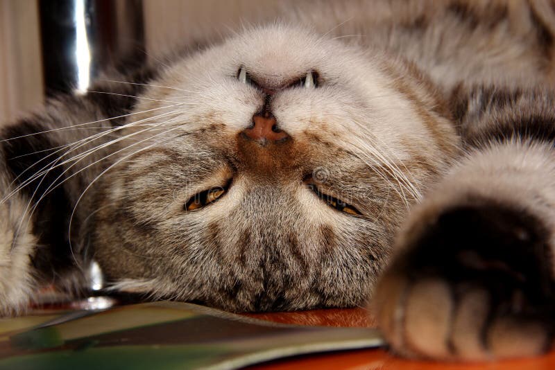239 Le Chat Gris Qui Dort Photos Libres De Droits Et Gratuites De Dreamstime 239 Le Chat Gris Qui Dort Photos Libres De Droits Et Gratuites De Dreamstime