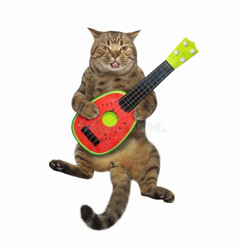 Chat Jouant La Guitare Image Stock Image Du Concert Chat Jouant La Guitare Image Stock Image Du Concert