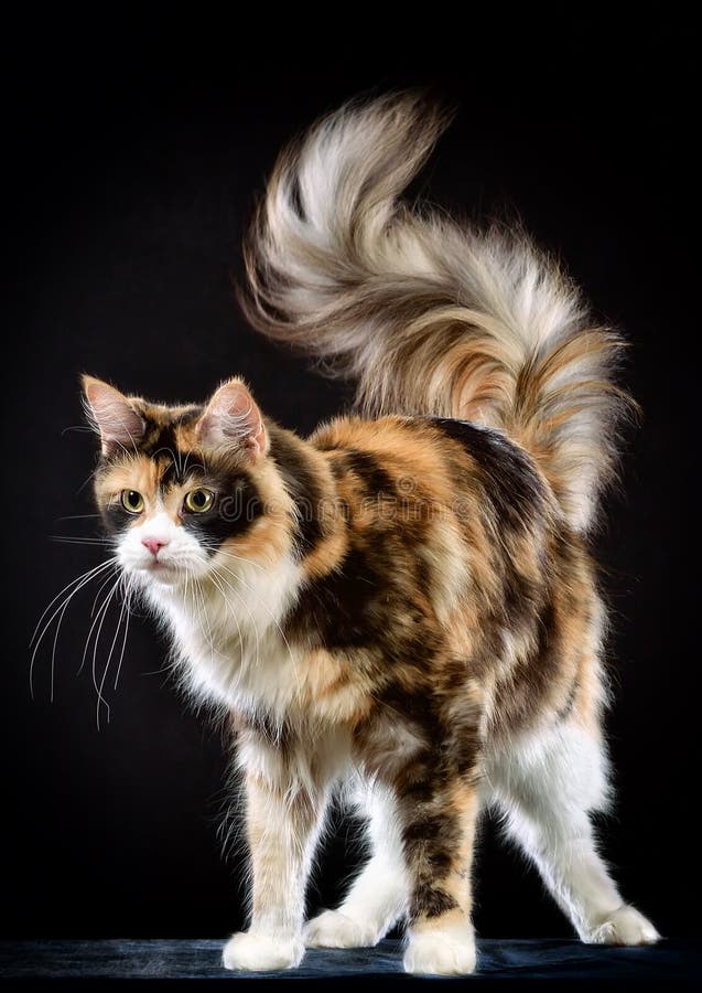Chat Race Maine Coon Image Stock Image Du Race Chat