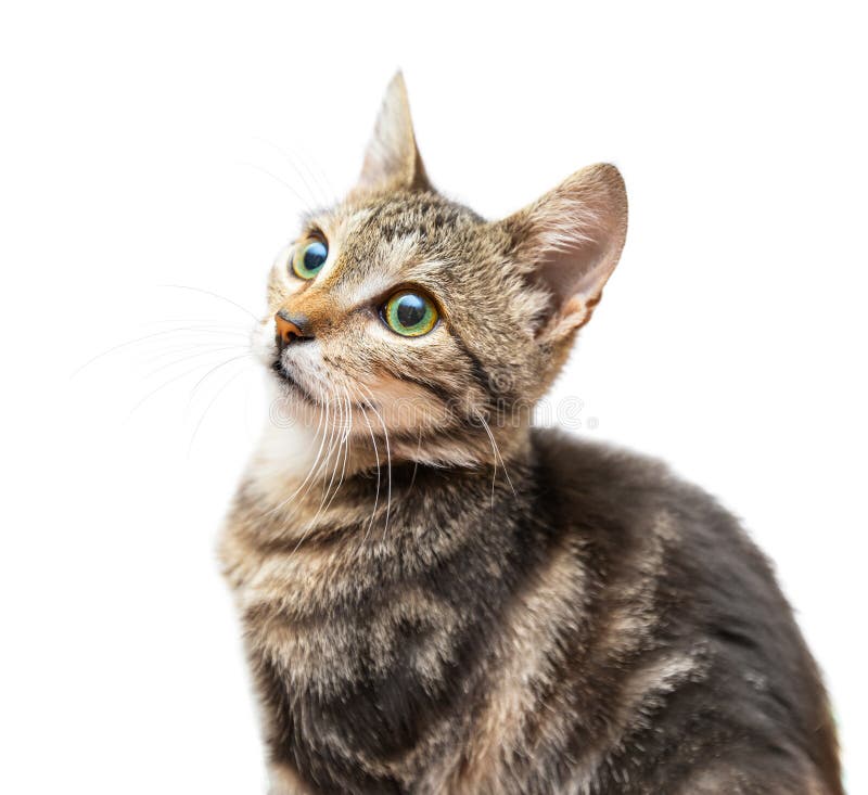 Chat Raye Gris D Isolement Sur Le Fond Blanc Photo Stock Image Du Aimable Patte