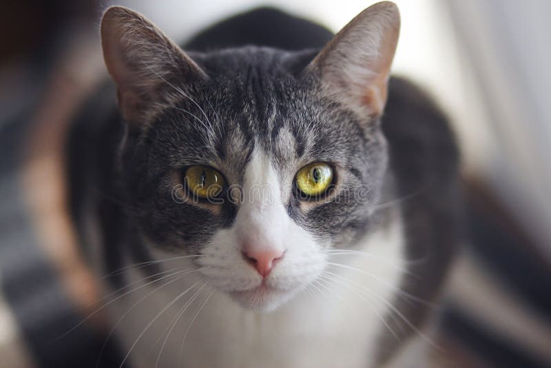 Chat rayé avec un regard magique avec du charme image libre de droits Chat rayé avec un regard magique avec du charme image libre de droits