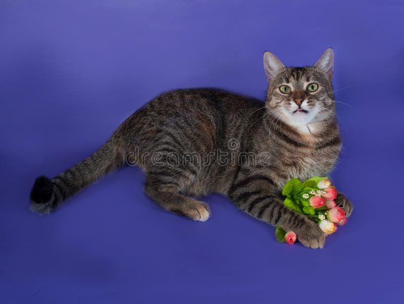 Chat rayé épais se trouvant avec le bouquet des fleurs dans des ses pattes sur b image libre de droits Chat rayé épais se trouvant avec le bouquet des fleurs dans des ses pattes sur b image libre de droits