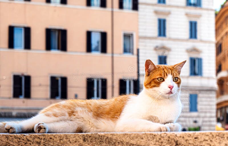 Chat rouge sur la place Largo di Torre Argentina à Rome, où beaucoup de chats vivent traditionnellement photographie stock libre de droits Chat rouge sur la place Largo di Torre Argentina à Rome, où beaucoup de chats vivent traditionnellement photographie stock libre de droits