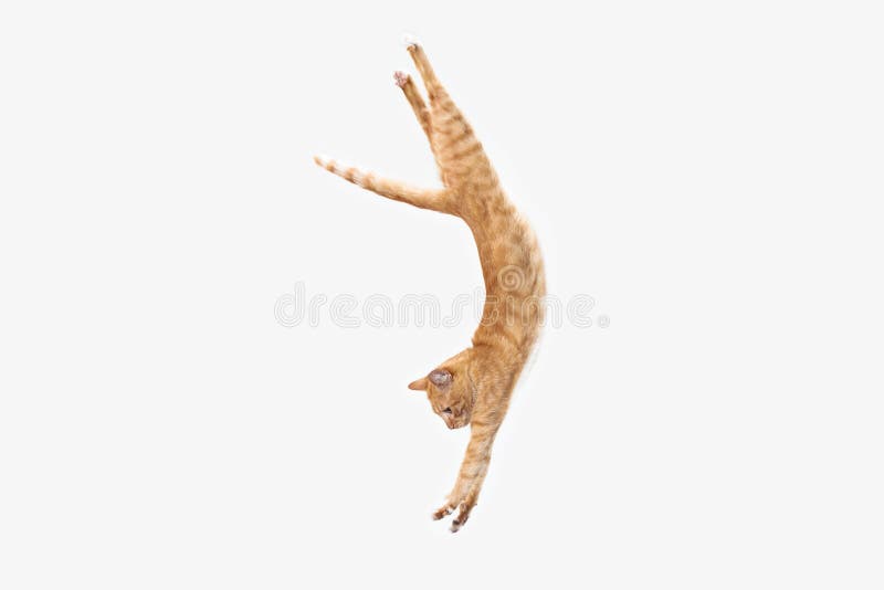 Chat rouge sur un fond blanc photos libres de droits Chat rouge sur un fond blanc photos libres de droits